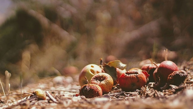 A picture of rotting apples on the ground